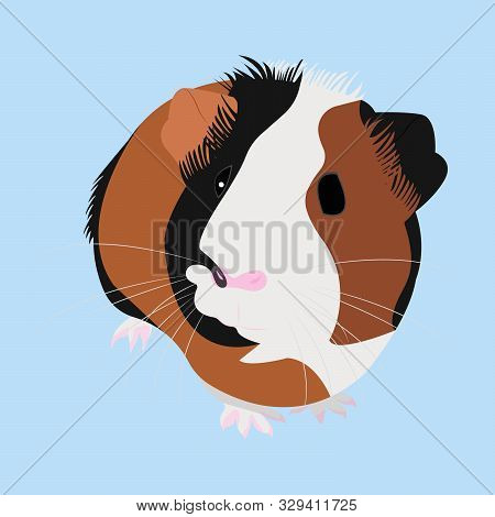 Vector Illustration Of Cavy. Colorful Cavy On Blue Background.