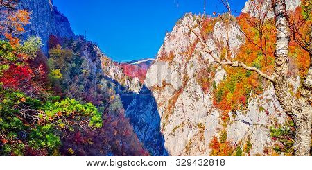 Autumn In Buila Vanturarita, Carpathian Mountains, Romania. Vivid Fall Colors In Forest. Scenery Of 