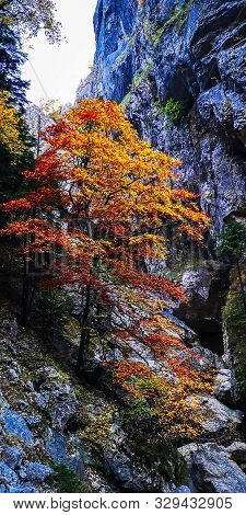 Autumn In Buila Vanturarita, Carpathian Mountains, Romania. Vivid Fall Colors In Forest. Scenery Of 