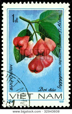 Vintage postimerkki. Suzugium Aqueum L.