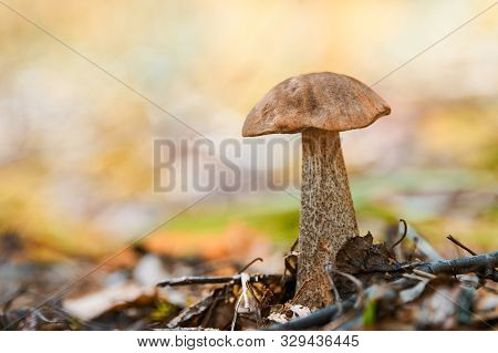 Leccinum Versipelle Mushroom In Autumn Forest. Orange Birch Bolete. Edible Healthy Meal.