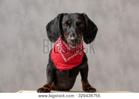 lovely teckel puppy dog with black fur and red bandana sitting on wooden board with inoffensive expression on face against gray studio background