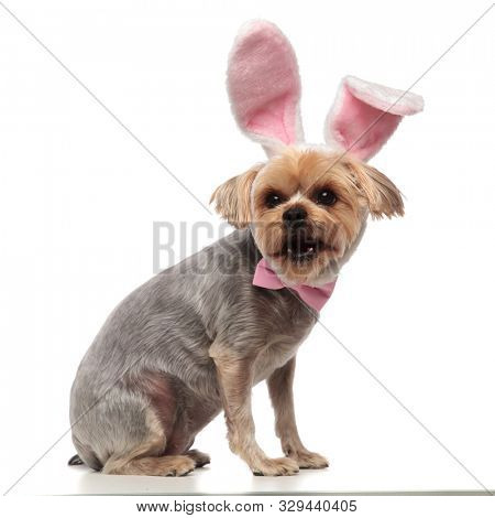 side view of adorable yorkshire terrier wearing rabbit ears and pink bow, panting and standing isolated on white background in studio, full body