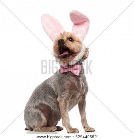 side view of excited yorkshire terrier wearing pink bow and rabbit ears, panting and sticking out tongue, standing isolated on white background in studio, full body