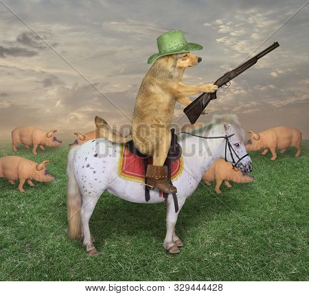 The Beige Dog Cowboy In A Brown Hat And Boots Astride The White Horse Grazes A Herd Of Pigs On Its R