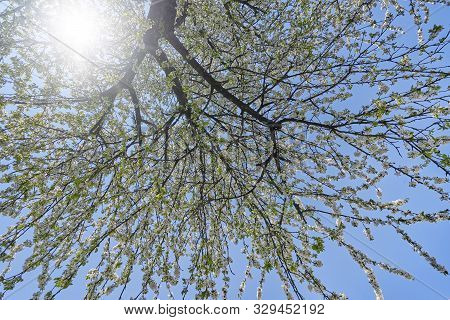 Beautiful Flowering Branches Of Cherry On A Background Of Blue Clear Sky. Thick And Dense Sakura Blo