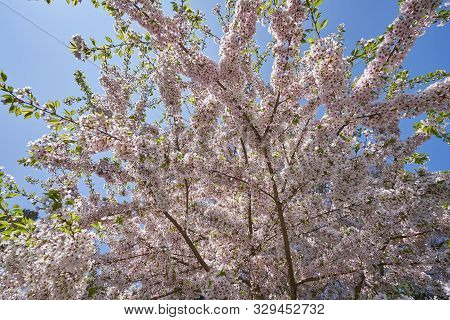 Beautiful Flowering Branches Of Cherry On A Background Of Blue Clear Sky. Thick And Dense Sakura Blo