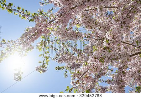 Beautiful Flowering Branches Of Cherry On A Background Of Blue Clear Sky. Thick And Dense Sakura Blo
