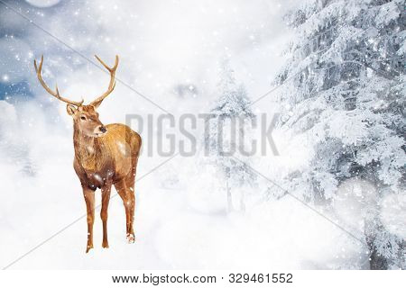 magical Christmas card with oble deermale in fairy tale winter landscape