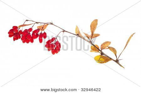 červená berberries větev izolovaných na bílém pozadí