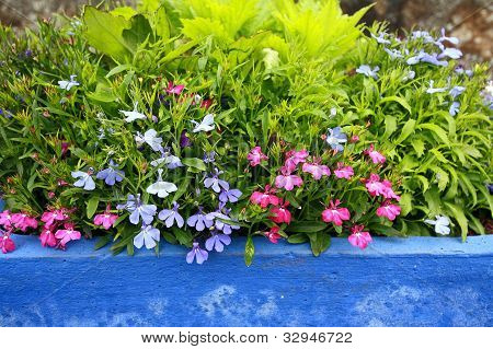 Lobelia erinus i en blå pot