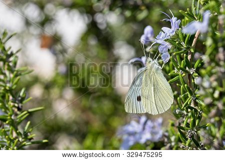 Butterfly Small Cabbage White Pieris Rapae, Small To Medium-sized Butterfly. It Is Also Known Simply