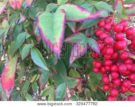 Red Toyon Berries - Heteromeles Artbutifolia Berry