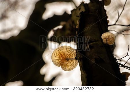 Translucent Mushroom At A Tree Trunk In Autumn Time, Taken From The Under Side Looking At The Mushro