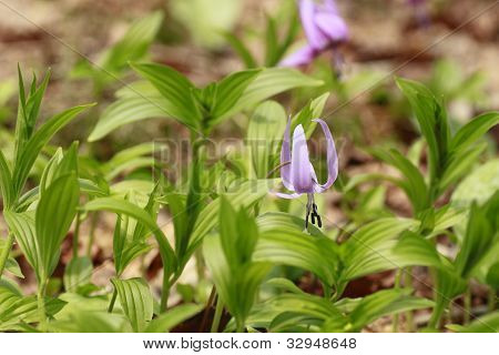 Katakuri (erythronium Japonicum)