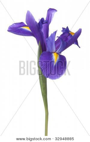 Blå iris eller blueflag blomst isoleret på hvid baggrund