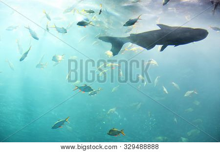 Marine Life Fish Swimming Underwater Ocean Colorful / Various Types Fish Tank In Big Aquarium Freshw