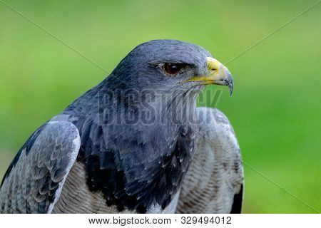 Portrait of a amazing southamerican bird with a natural green background. Geranoaetus melanolencis.
