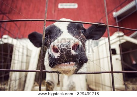 Curious dairy cow calf in a pen sticking its nose through the fence