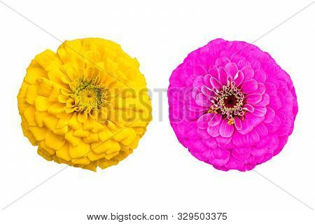 Yellow And Pink Zinnia Flowers Isolated On White Background With Clipping Path Selection