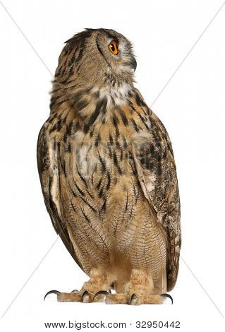 Eurasian Bufo-real, bubo Bubo, uma espécie de Bufo-real, de pé na frente de fundo branco