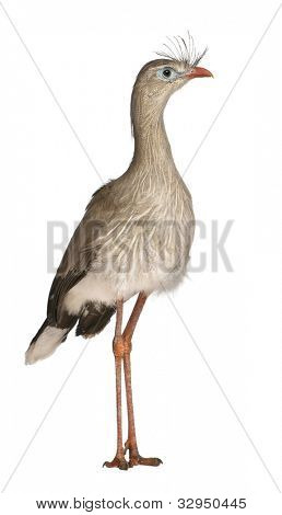 Červená legged Seriema nebo chocholatý Cariama Cariama hřebenitá, stojící před bílým pozadím