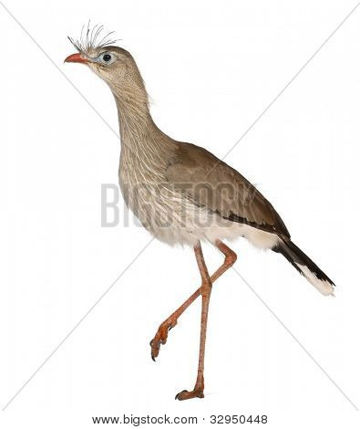 Červená legged Seriema nebo chocholatý Cariama Cariama hřebenitá, před bílým pozadím