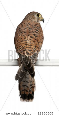 Tårnfalk, Falco tinnunculus, en bird of prey, siddende foran hvid baggrund