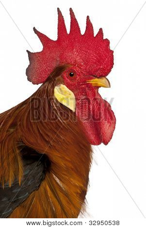 Portrait de coq Leghorn, en face de fond blanc