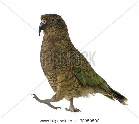 KEA, Nestor notabilis, een papegaai, staande voor de witte achtergrond