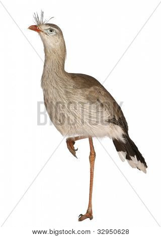 Červená legged Seriema nebo chocholatý Cariama Cariama hřebenitá, stojící před bílým pozadím