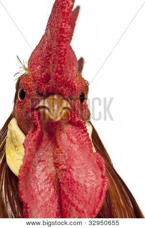 Portrait de coq Leghorn, en face de fond blanc