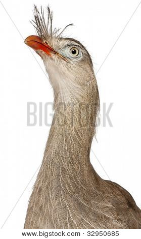 Lähikuva punainen-jalkainen Seriema tai Crested Cariama Cariama cristata edessä valkoisella taustalla