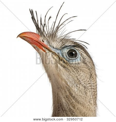 Lähikuva punainen-jalkainen Seriema tai Crested Cariama Cariama cristata edessä valkoisella taustalla