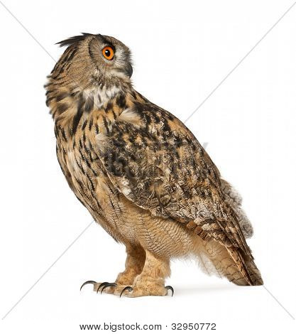 Uhu, Bubo Bubo, eine Art von Uhu, standing in front of white background