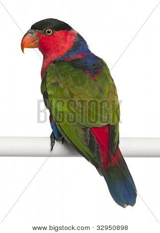 Zdobené Trichoglossus ornatus, papoušek, mnohobarvý, sedící před bílým pozadím