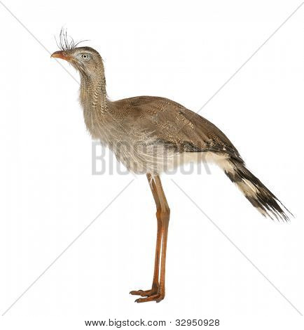 Červená legged Seriema nebo chocholatý Cariama Cariama hřebenitá, stojící před bílým pozadím