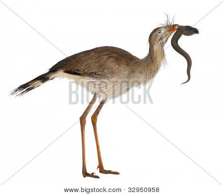 Červená legged Seriema nebo Cariama hřebenitá, chocholatý Cariama drží hračka hada před bílou backgro