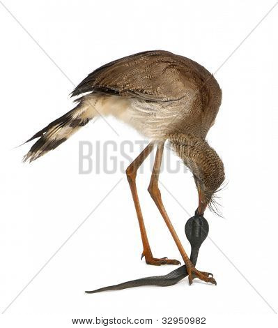 Červená legged Seriema nebo Cariama hřebenitá, chocholatý Cariama drží hračka hada před bílou backgro