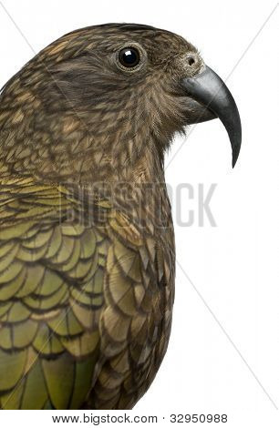 Portret van Kea, Nestor notabilis, een papegaai voor witte achtergrond