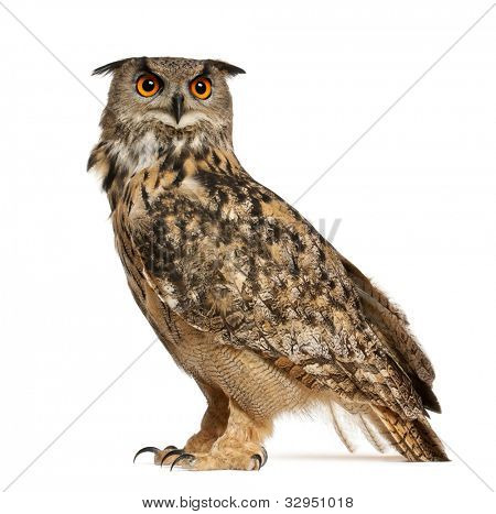Uhu, Bubo Bubo, eine Art von Uhu, standing in front of white background