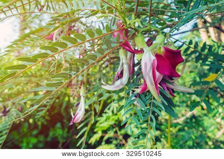 Close Up To Red Agasta Flower (scientific Name: Sesbania Grandiflora) Beautiful Flowers Hanging On T