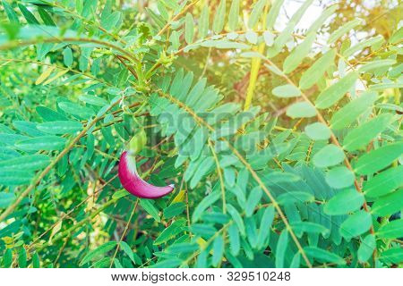 Close Up To Red Agasta Flower (scientific Name: Sesbania Grandiflora) Beautiful Flowers Hanging On T