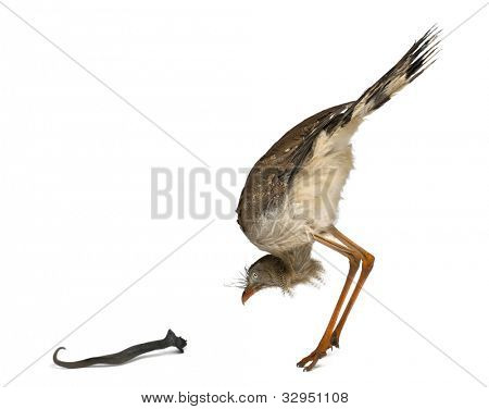 Červená legged Seriema nebo chocholatý Cariama Cariama hřebenitá, stojící před bílým pozadím