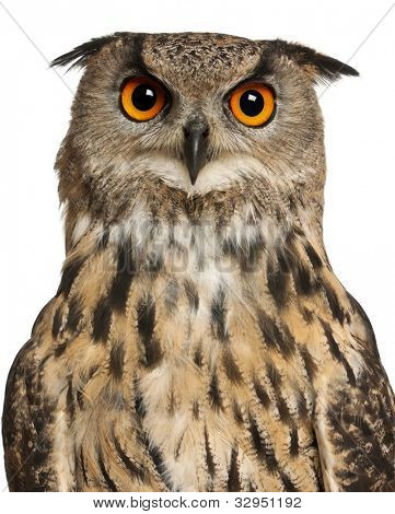 Retrato da Eurásia Bufo-real, bubo Bubo, uma espécie de Coruja de águia na frente de fundo branco