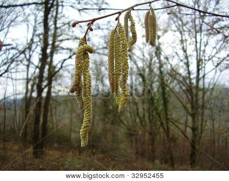 Catkins - pierwszy znak wiosny