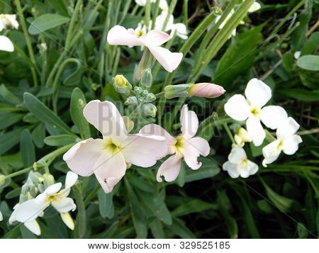 White, Light Pink Gillyflowers. Mattiola Incana Flowers.