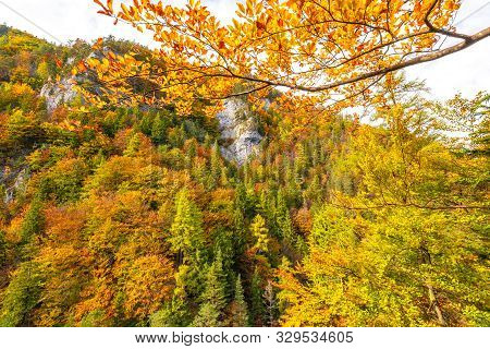 Trees With Colorful Leaves In An Autumn Forest. Kvacianska Valley In Liptov Region Of Slovakia, Euro