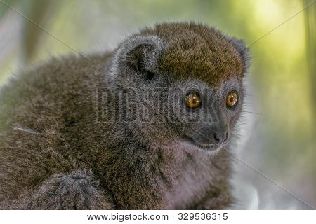 Bamboo Lemur (hapalemur Griseus), Close-up,wild Nature Madagascar