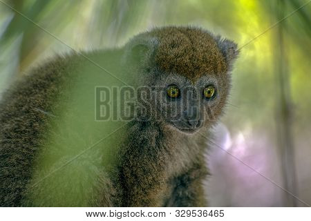 Bamboo Lemur (hapalemur Griseus), Close-up,wild Nature Madagascar